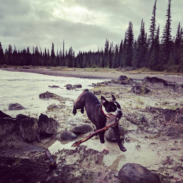 Violet-stick-Jasper